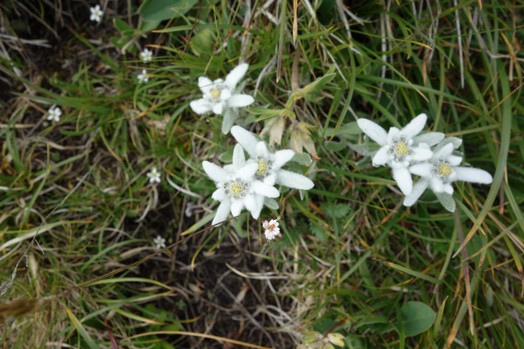 Die schoenen Edelweiss ragen aus dem Gras hervor. Sie befinden sich am Zustieg zum Boesfulen.