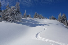 Eine einzelne Skiabfahrtsspur zwischen Bäumen